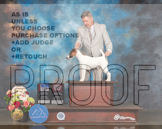 Smooth Fox Terrier #7 Sat WD BOW BOS OHBOB Major Judge Rosalind Kramer-MMJ_1126-HOUSTON21-HR3