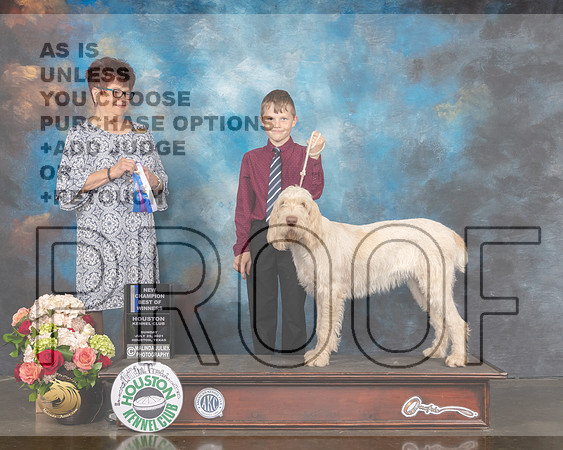 Spinone Italiani #12 Sun WB BOW NCH Judge Debbie Melgreen-MMJ_1238-HOUSTON21-HR3