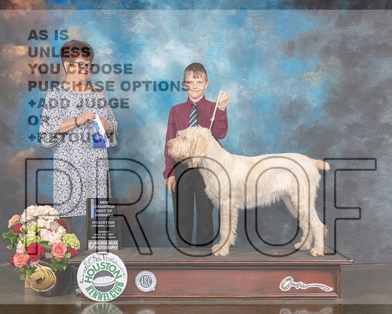 Spinone Italiani #12 Sun WB BOW NCH Judge Debbie Melgreen-MMJ_1242-HOUSTON21-HR3