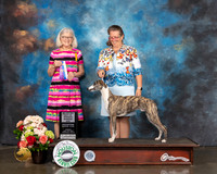 Whippet #19 Sun WD BOW Major Judge Molly Martin