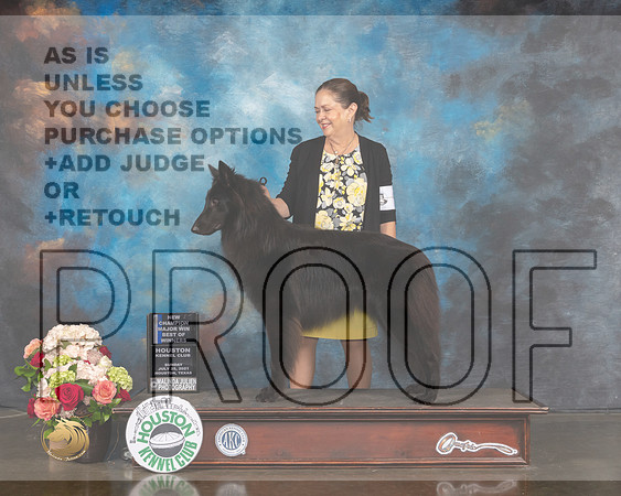 Belgian Sheepdog #9 Sun WD BOW NCH Major Judge Sherry Webster-MMJ_1410-HOUSTON21-HR3
