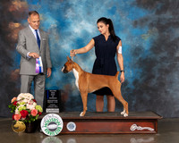 Boxer #26 Sun WD BOW Major Judge David Haddock