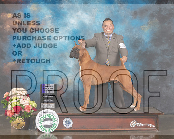 Boxer #53 Sun WD NCH Major Judge David Haddock-MMJ_1399-HOUSTON21-HR3