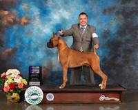 Boxer #53 WD NCH Major Judge David Haddock R
