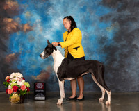 Great Dane #50 OHBOB Judge Steve Keating