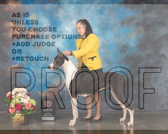 Great Dane #50 OHBOB Judge Steve Keating-MMJ_1344-HOUSTON21-HR3