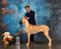 Great Dane #54 Sun SB Major Judge Steve Keating