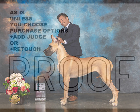 Great Dane #54 Sun SB Major Judge Steve Keating-MMJ_1336-HOUSTON21-HR3