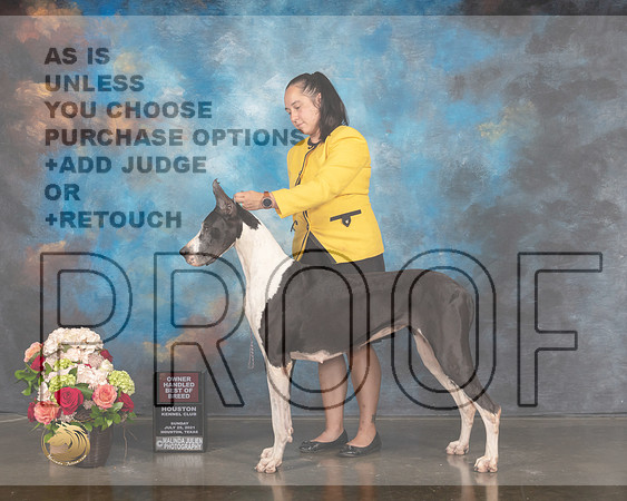 Great Dane #50 OHBOB Judge Steve Keating-MMJ_1346-HOUSTON21-HR3