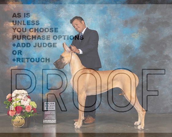 Great Dane #54 Sun SB Major Judge Steve Keating-MMJ_1337-HOUSTON21-HR3
