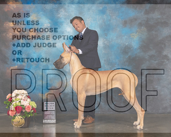Great Dane #54 Sun SB Major Judge Steve Keating-MMJ_1338-HOUSTON21-HR3