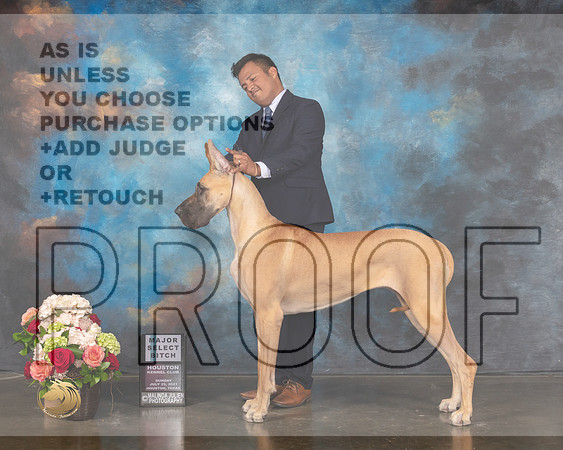 Great Dane #54 Sun SB Major Judge Steve Keating-MMJ_1339-HOUSTON21-HR3