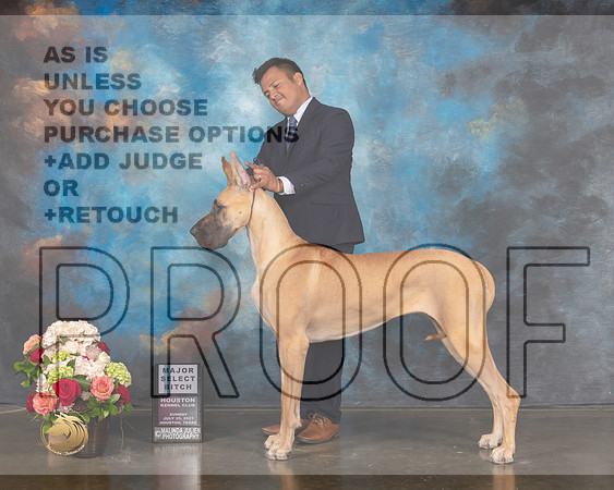 Great Dane #54 Sun SB Major Judge Steve Keating-MMJ_1340-HOUSTON21-HR3