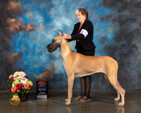 Great Dane #56 WB BOS NCH Major Judge Steve Keating