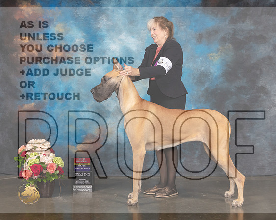 Great Dane #56 WB BOS NCH Major Judge Steve Keating-MMJ_1348-HOUSTON21-HR3