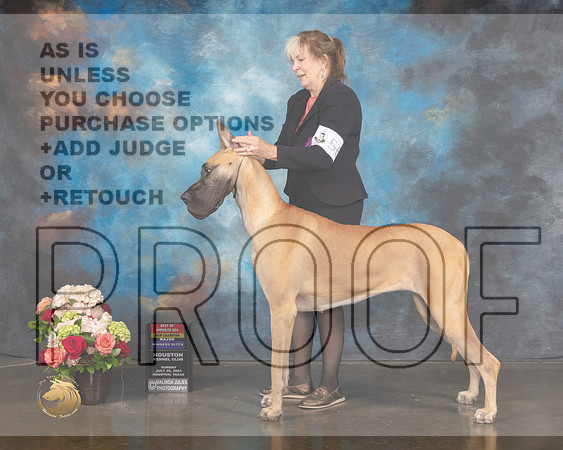 Great Dane #56 WB BOS NCH Major Judge Steve Keating-MMJ_1353-HOUSTON21-HR3