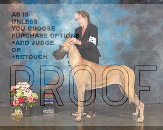 Great Dane #56 WB BOS NCH Major Judge Steve Keating-MMJ_1357-HOUSTON21-HR3