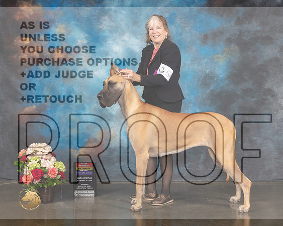 Great Dane #56 WB BOS NCH Major Judge Steve Keating-MMJ_1355-HOUSTON21-HR3