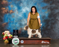 PBGV #15 Sun WD BOW Major Judge Molly Martin