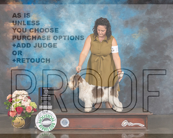 PBGV #15 Sun WD BOW Major Judge Molly Martin-MMJ_1379-HOUSTON21-HR3