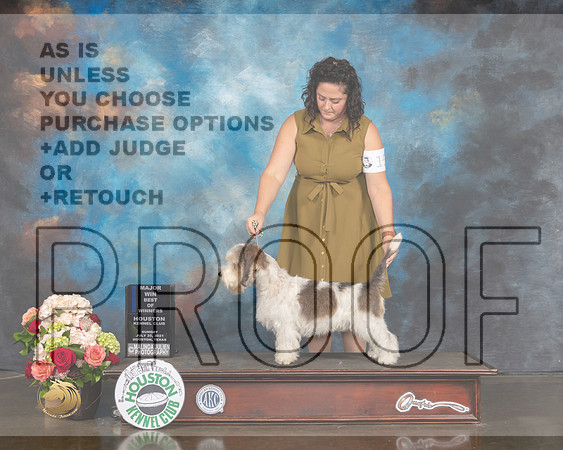 PBGV #15 Sun WD BOW Major Judge Molly Martin-MMJ_1381-HOUSTON21-HR3