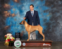 Rhodesian Ridgeback #22 Sun WB Major Judge Joseph Gregory
