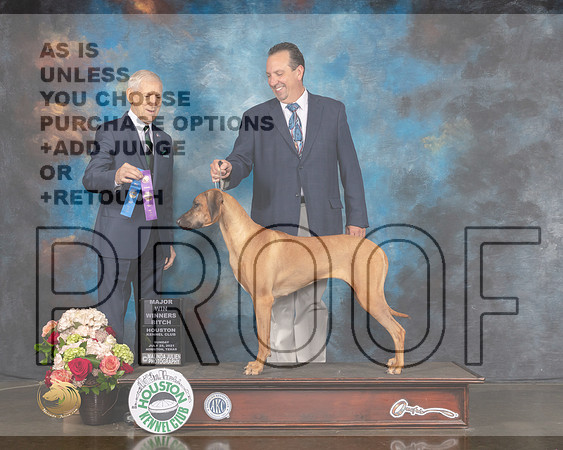 Rhodesian Ridgeback #22 Sun WB Major Judge Joseph Gregory-MMJ_1386-HOUSTON21-HR3