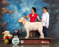 Spinone Italiani #9 Sat SD Judge David Haddock