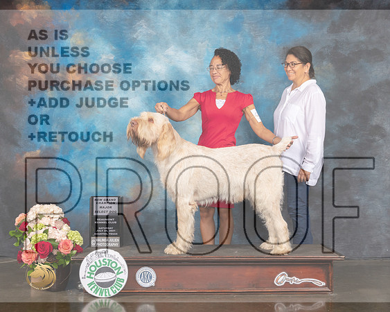 Spinone Italiani #9 Sat SD Judge David Haddock-MMJ_1365-HOUSTON21-HR3