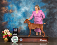 Vizsla #5 Sun WD Major Judge Debbie Melgreen