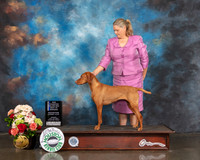 Vizsla #8 Sun WB BOW NCH Major Judge Debbie Melgreen