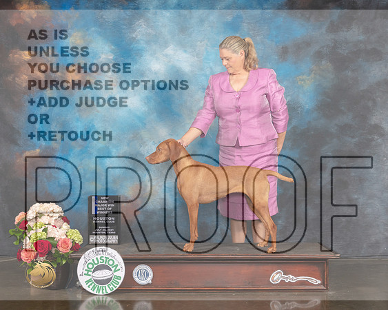 Vizsla #8 Sun WB BOW NCH Major Judge Debbie Melgreen-MMJ_1271-HOUSTON21-HR3