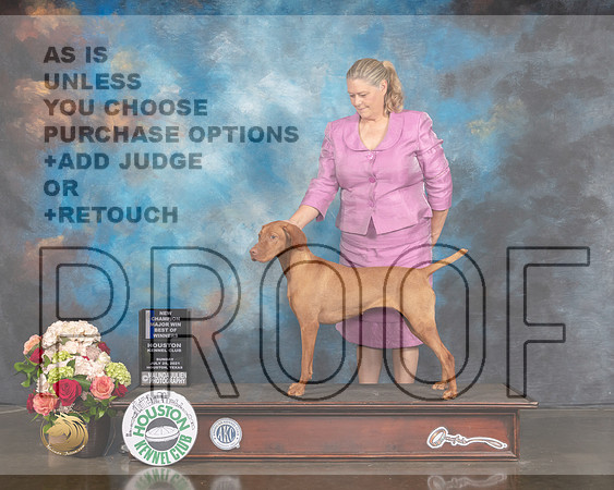 Vizsla #8 Sun WB BOW NCH Major Judge Debbie Melgreen-MMJ_1276-HOUSTON21-HR3