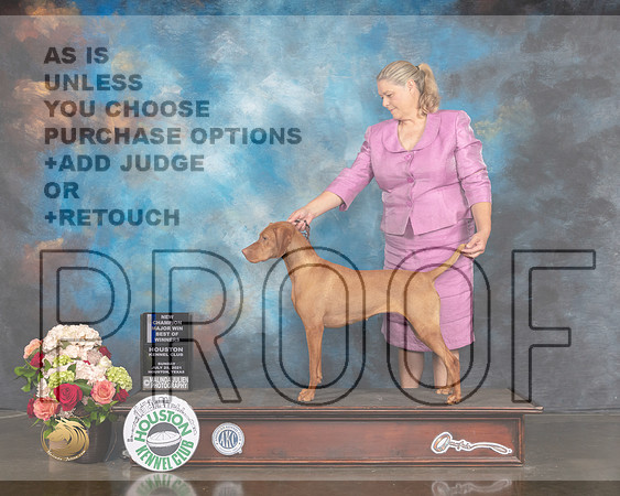 Vizsla #8 Sun WB BOW NCH Major Judge Debbie Melgreen-MMJ_1284-HOUSTON21-HR3