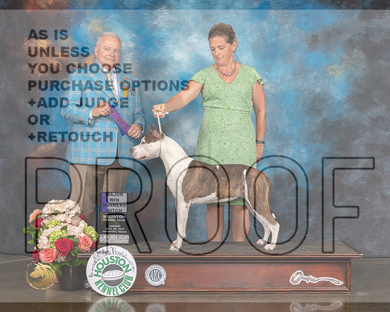 American Staffordshire Terrier #14 Sun WB Major Judge Dennis Mccoy-MMJ_1507-HOUSTON21-HR3