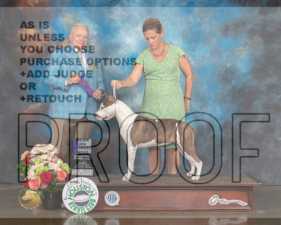 American Staffordshire Terrier #14 Sun WB Major Judge Dennis Mccoy-MMJ_1512-HOUSTON21-HR3