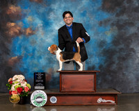 Beagle 13 #28 Sun WB NCH Major Judge Joseph Gregory