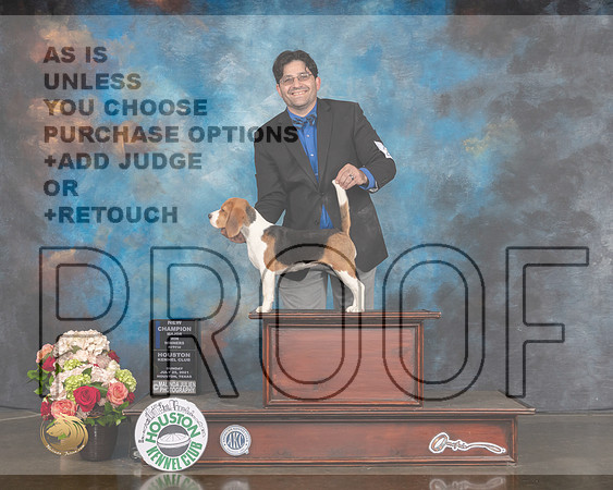 Beagle 13 #28 Sun WB NCH Major Judge Joseph Gregory-MMJ_1558-HOUSTON21-HR3