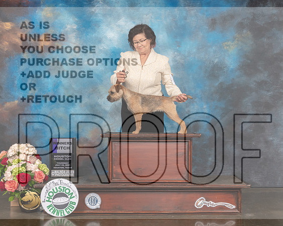 Border Terrier #8 Thurs WB Judge Peggy Beisel-MMJ_1483-HOUSTON21-HR3