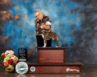 Boston Terrier #5 Sun BOW NCH Major Judge Raymond Filburn