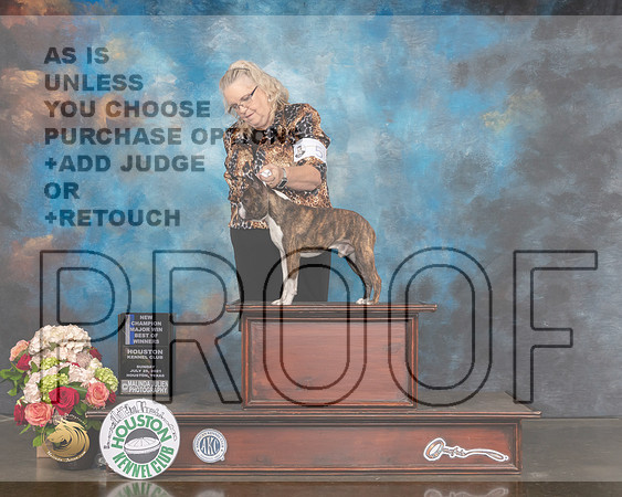 Boston Terrier #5 Sun BOW NCH Major Judge Raymond Filburn-MMJ_1497-HOUSTON21-HR3