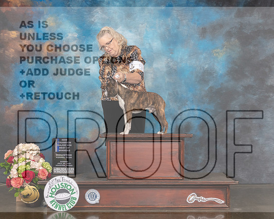 Boston Terrier #5 Sun BOW NCH Major Judge Raymond Filburn-MMJ_1499-HOUSTON21-HR3