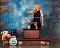 Chinese Crested #18 Sun WD BOW BOB Judge Randy Garren
