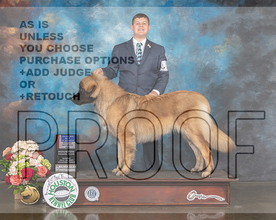 Leonberger #16 Sun BOW BOS Major Judge Steve Keating-MMJ_1545-HOUSTON21-HR3
