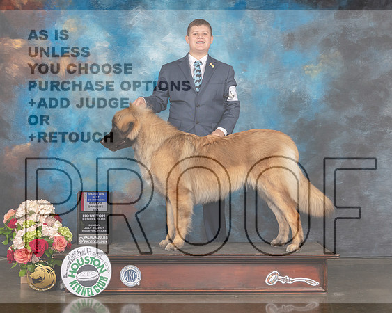Leonberger #16 Sun BOW BOS Major Judge Steve Keating-MMJ_1547-HOUSTON21-HR3