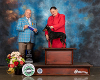 Manchester Terrier #10 WB BOW Major Judge Dennis Mccoy