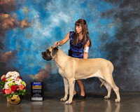 Mastiff #8 Sun BOB Judge Steve Keating