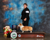 Pembroke Welsh Corgi #14 Sun WB Judge Sharon Newcomb