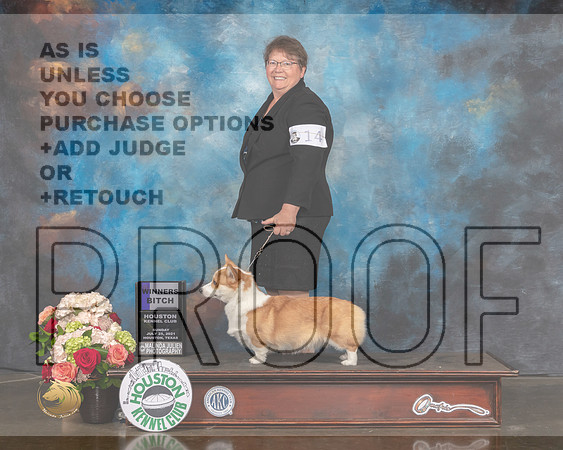 Pembroke Welsh Corgi #14 Sun WB Judge Sharon Newcomb-MMJ_1454-HOUSTON21-HR3