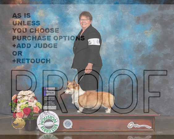 Pembroke Welsh Corgi #14 Sun WB Judge Sharon Newcomb-MMJ_1457-HOUSTON21-HR3